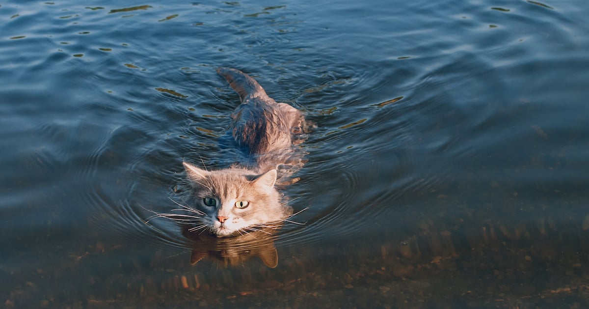 ¡Curiosidades felinas! ¿Por qué los gatos odian el agua? ¡Curiosidades felinas! ¿Por qué los gatos odian el agua?